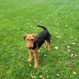 Airedale Terriers from Droffats Airedales