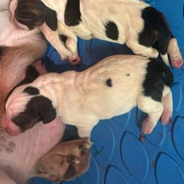Hukel - Black white and brown male Basset Hound puppy in Loup City, Nebraska from WoodKrick Bassets