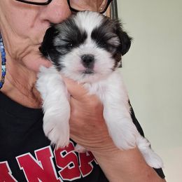 Boy red collar Rosey - Tricolor male Shih Tzu puppy in Missouri from Farm Animal Mommy Shih tzu's