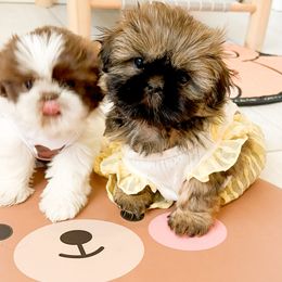 Shih Tzu Puppies from Arizona Sunrise Shih Tzus