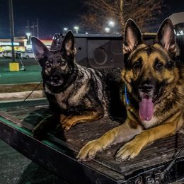 German Shepherds from Mov Kardia