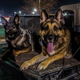 German Shepherds from Mov Kardia