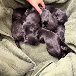 Bernedoodle Puppies from NOB Bernedoodles