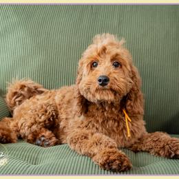 General - Red male Cockapoo puppy in Connersville, Indiana from Deaz Doodle Ranch