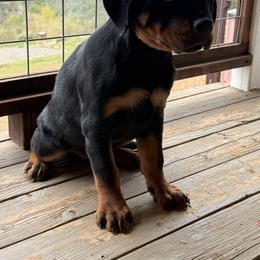 Lime girl - Black and mahogany female Rottweiler puppy in Auburn, California from Vom Haus Flores