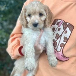 Shelby - Golden female Cockapoo puppy in Tallahassee, Florida from Panhandle Pups