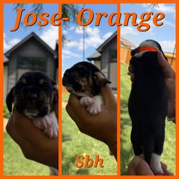 Orange collar- Jose - Black brown and white male Basset Hound puppy in Park City, Kansas from Stegmans Basset Hounds