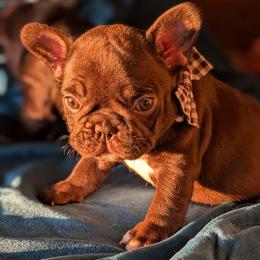 Jersey - Liver female French Bulldog puppy in Fort Atkinson, Wisconsin from Bishop Bullyz