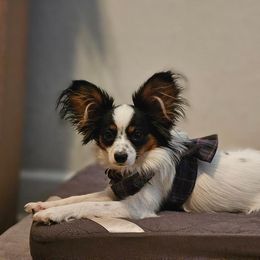 Te-te - Papillon