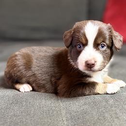 Teddy (ASDR and AKC) - Red tri male Miniature Australian Shepherd puppy in Stockton, Missouri from Kizmit Farmz