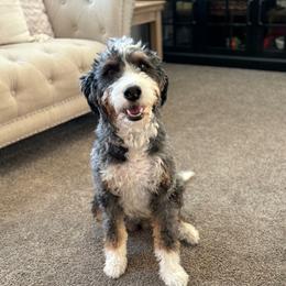 Phoebe - Bernedoodle