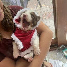 Border Collie, English Setter, and Miniature American Shepherd Puppies from First Harmony Farms