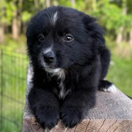 Phoenix - Black & white female Miniature Australian Shepherd puppy in Michie, Tennessee from Acton Aussies