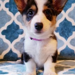 American Corgi and Pembroke Welsh Corgi Puppies from Whimsical Treasure Corgis