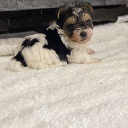 Biewer Terrier Puppies from Southern Star Biewers