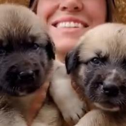 Cairn Terriers from Quiet Waters