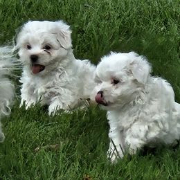 Coton de Tulear puppies from Ferne's Kintana Cotons
