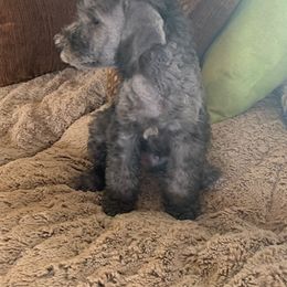 Bedlington Terrier Puppies from Dreamcatcher's Bedlingtons