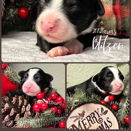 (5) Blitzen, BTF - Black tri female Miniature American Shepherd puppy in Huntington, Texas from JKKJ Farms