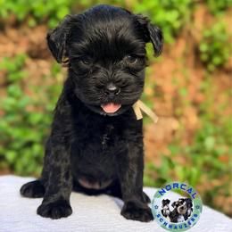 Luna - Black female Miniature Schnauzer puppy in Magalia, California from NorCal Schnauzers