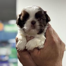 Bella - Liver and white female Shih Tzu puppy in Hesperia, California from Maria's Shih Tzus