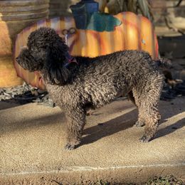 Jet - Cockapoo