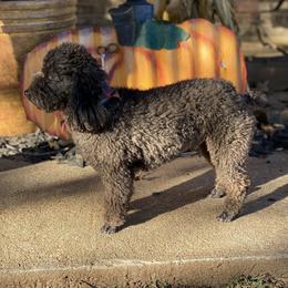 Jet - Cockapoo
