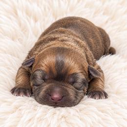Tino - Fawn male Cane Corso puppy in Trenton, Texas from Trained To Go Corso Kennels (T.T.G. Corso Kennels)