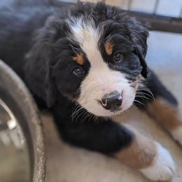 Bernese Mountain Dog Puppies from Mountain Home Berners