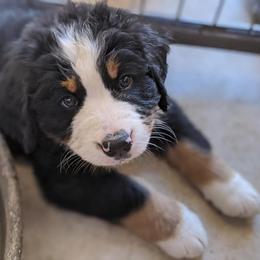 Bernese Mountain Dog Puppies from Mountain Home Berners