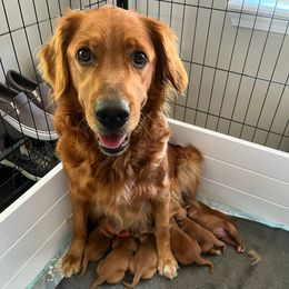 Golden Retriever Puppies from Scarlet Fern Goldens