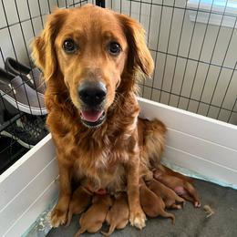 Golden Retriever Puppies from Scarlet Fern Goldens