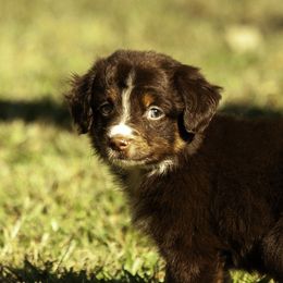 Boy 4 - Red tri-color male Miniature American Shepherd puppy in Franklinville, North Carolina from Fine Hill Miniature Americans