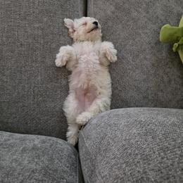 Bichon Frise All Grown Up from Orchid Bichon Frisé