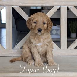 Topaz - Red  male Goldendoodle puppy in Beverly Hills, Florida from Bundle of Joy Doodles