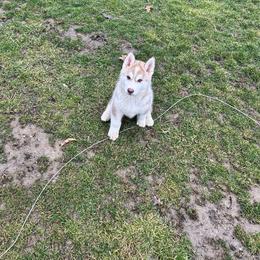Kion - Red and white male Siberian Husky puppy in Canton, Ohio from Bleu Skies Siberian Huskies