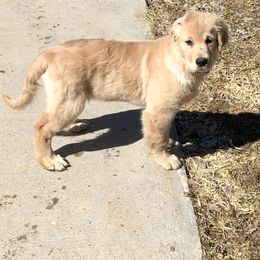 Golden Retriever Puppies from OPK GOLDENS