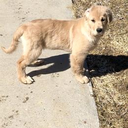 Golden Retriever Puppies from OPK GOLDENS