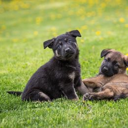 German Shepherd Puppies from Sonnenhügel Shepherds