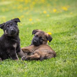 German Shepherd Puppies from Sonnenhügel Shepherds