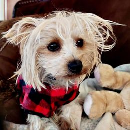 Yorkshire Terriers from Sandy's Yorkies