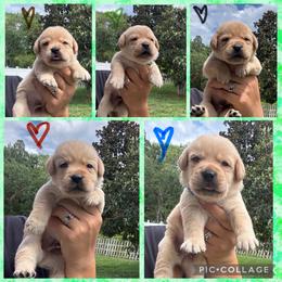 Black Collar Male - Yellow male Labrador Retriever puppy in Kissimmee, Florida from SunState Labs