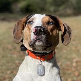 Catahoula Leopard Dogs from Silver Six Catahoulas