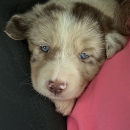 Mindy - Red merle female Border Collie puppy in Henagar, Alabama from Ridge Kap Border Collies