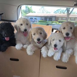 Goldendoodle Puppies from Cooley Doodles