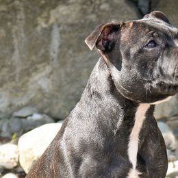 Staffordshire Bull Terriers from Rukkus Staffords