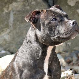 Staffordshire Bull Terriers from Rukkus Staffords