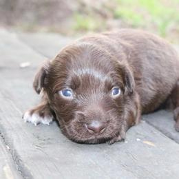 Nani - Red tri-color female Australian Shepherd puppy in Macon, Georgia from Shaina’s Shepherds