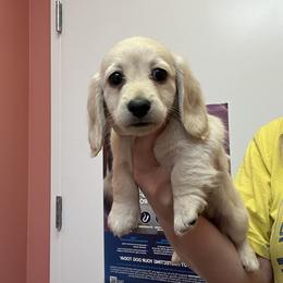 Dachshund Puppies from Appalachian Dachshunds