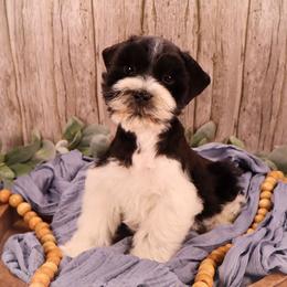 Miniature Schnauzer and Poodle Puppies from Crystal Rose Canines
